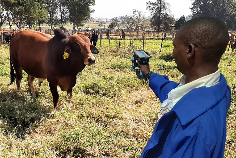 RFID, Blockchain Provide Digital Record of Cattle Health in Zimbabwe